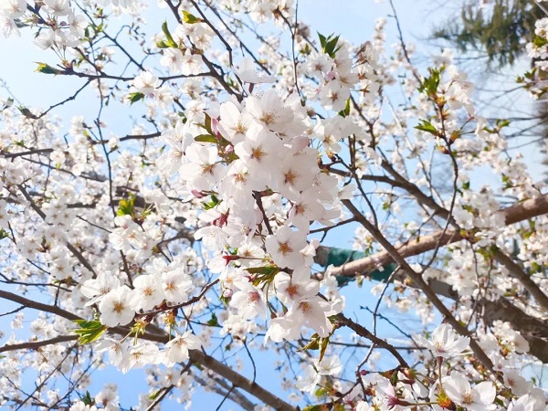 乐玩与你 共赴一场樱花盛宴